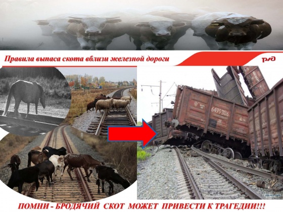 ПАМЯТКА О ПРАВИЛАХ ПРОГОНА И ВЫПАСА СКОТА ВБЛИЗИ ЖЕЛЕЗНОДОРОЖНЫХ ПУТЕЙ ПАМЯТКА О ПРАВИЛАХ ПРОГОНА И ВЫПАСА СКОТА ВБЛИЗИ ЖЕЛЕЗНОДОРОЖНЫХ ПУТЕЙ