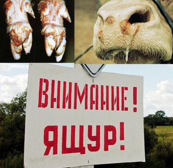 О запрете ввоза на территорию области животных, вакцинированных против ящура О запрете ввоза на территорию области животных, вакцинированных против ящура