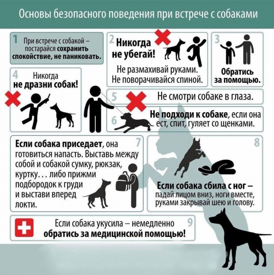 Основы безопасного поведения при встрече с собаками.