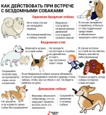 Памятка о действиях при встрече с животными без владельцев
